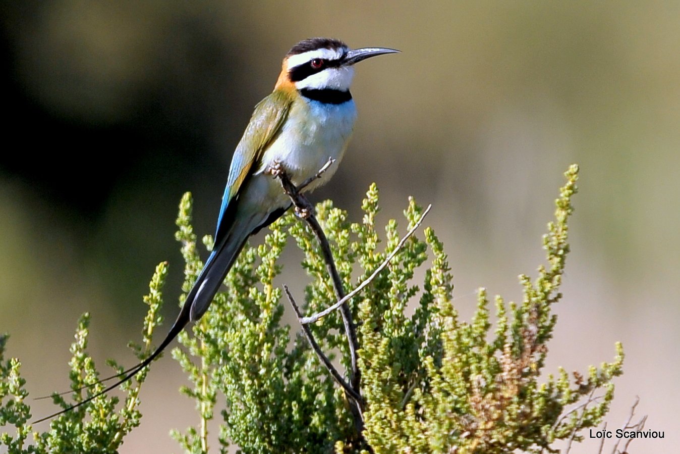 Guêpier à gorge blanche/White-throated Bee-Eater (2)