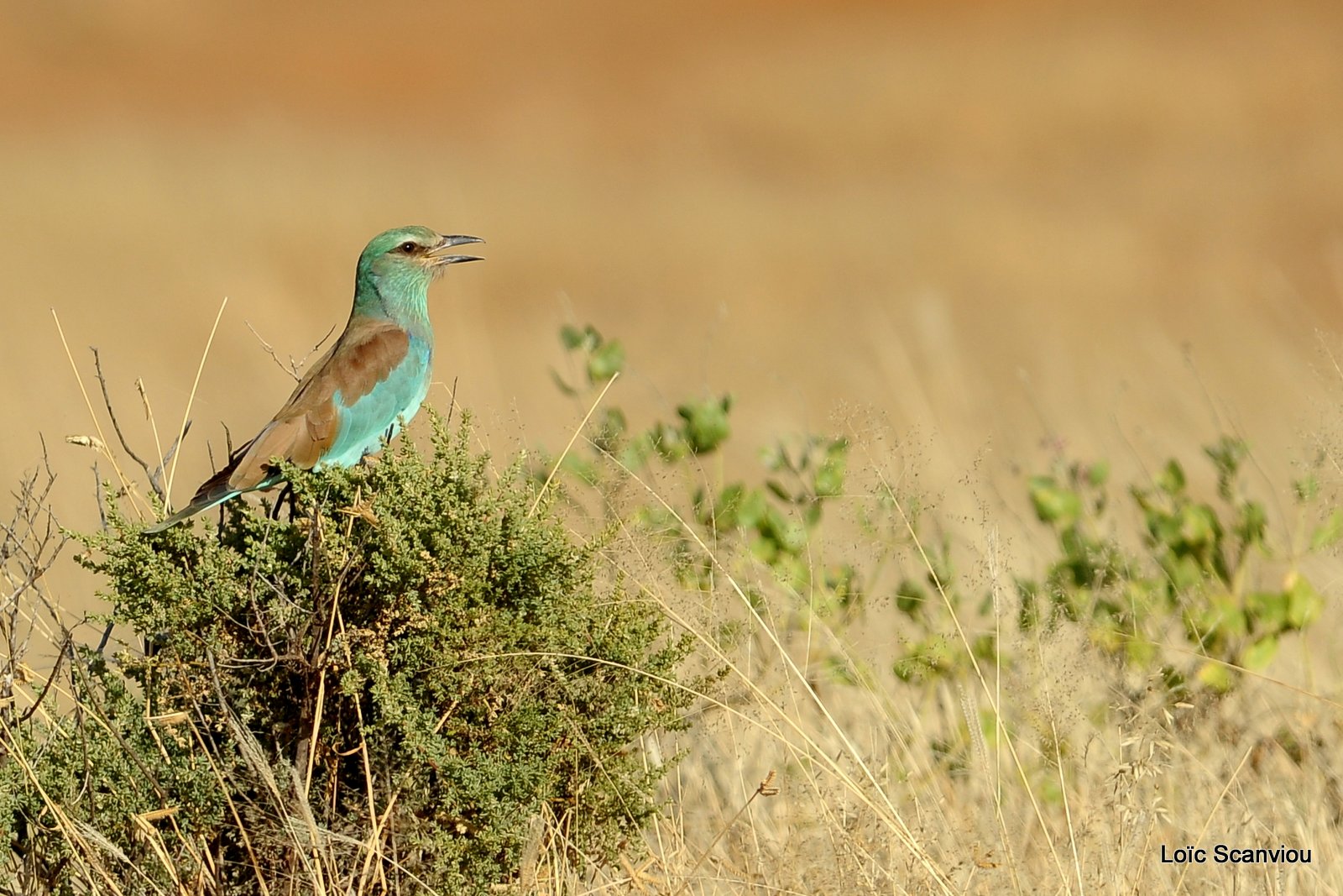 Rollier européen/European Roller (1)