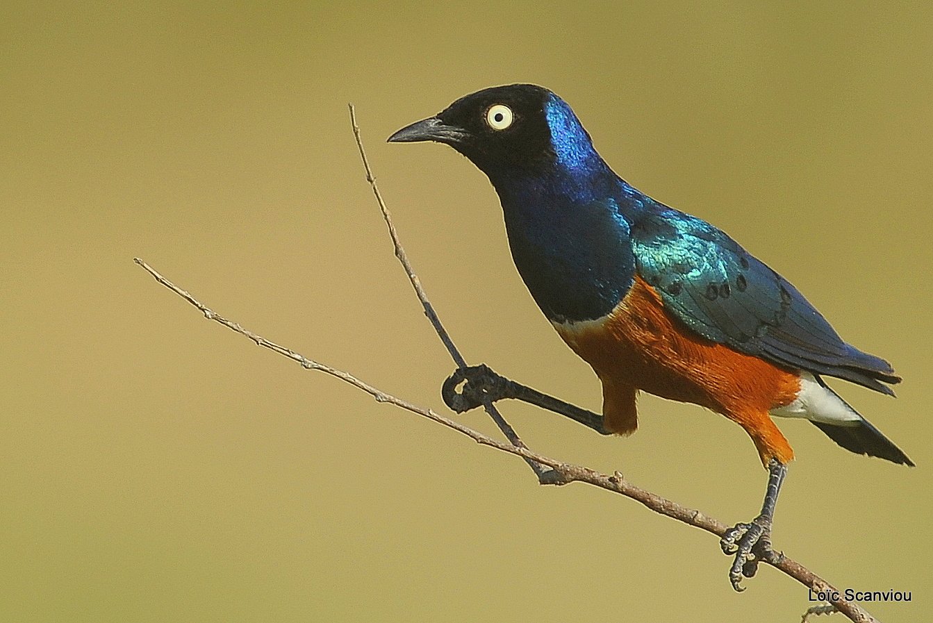 Choucador superbe/Superb Starling (1)