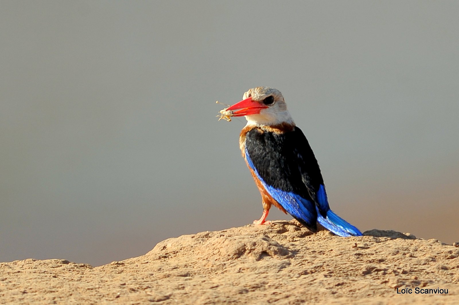 Martin-chasseur à tête grise/Grey-headed Kingfisher