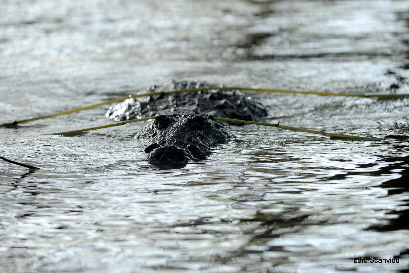 Crocodile (2)