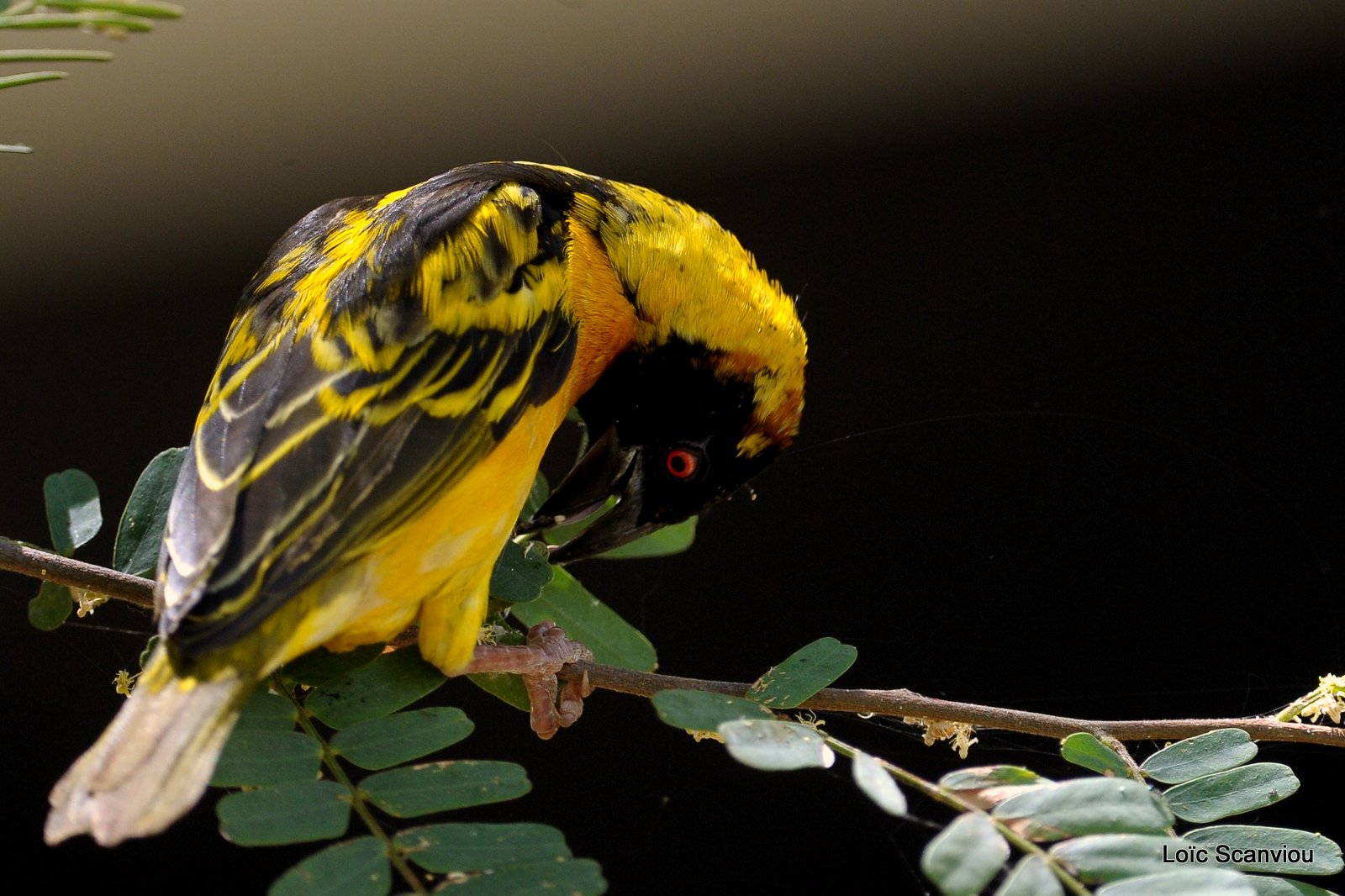 Tisserin/Weaver (2)