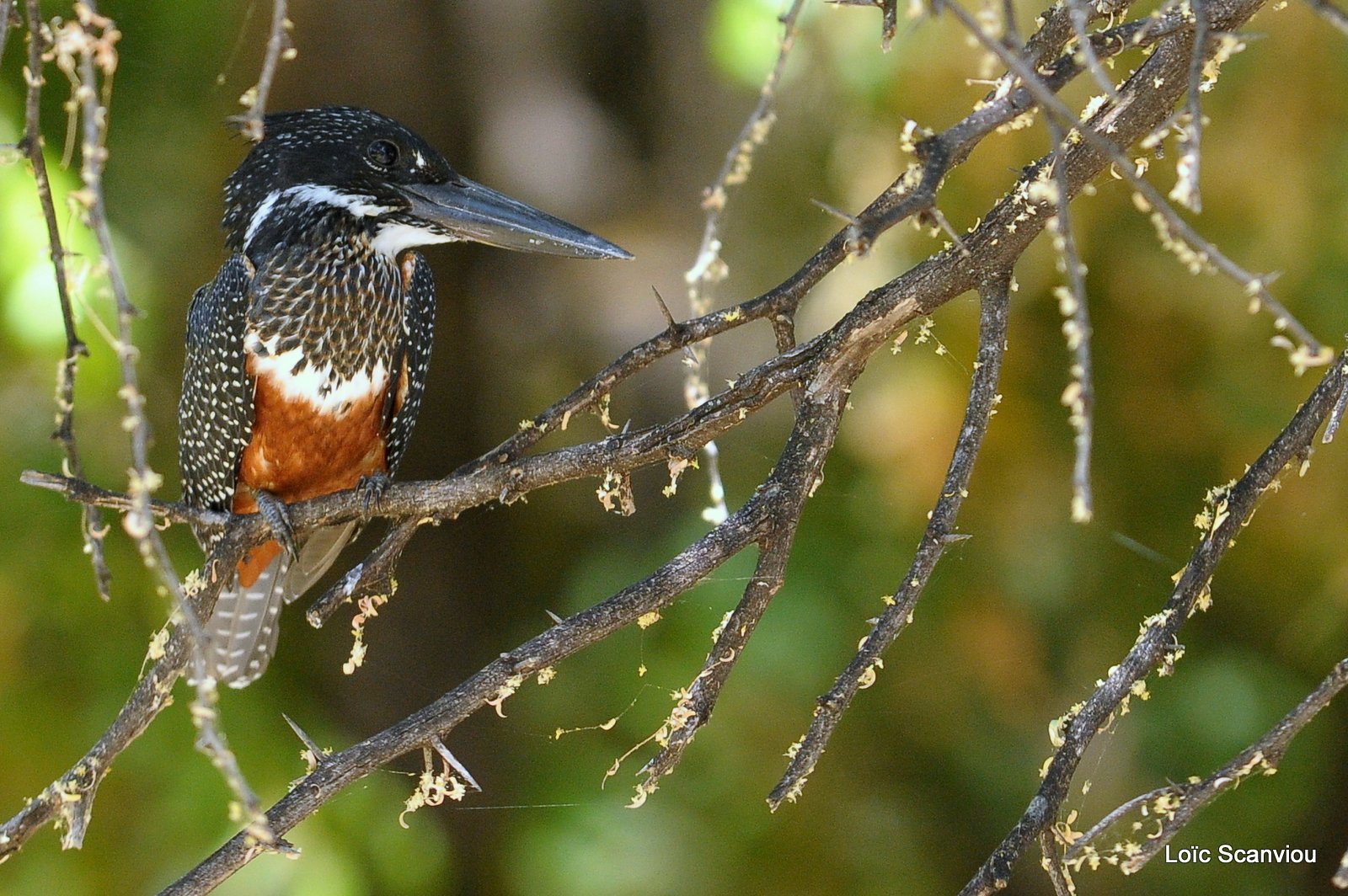 Martin-pêcheur géant/Giant Kingfisher (4)