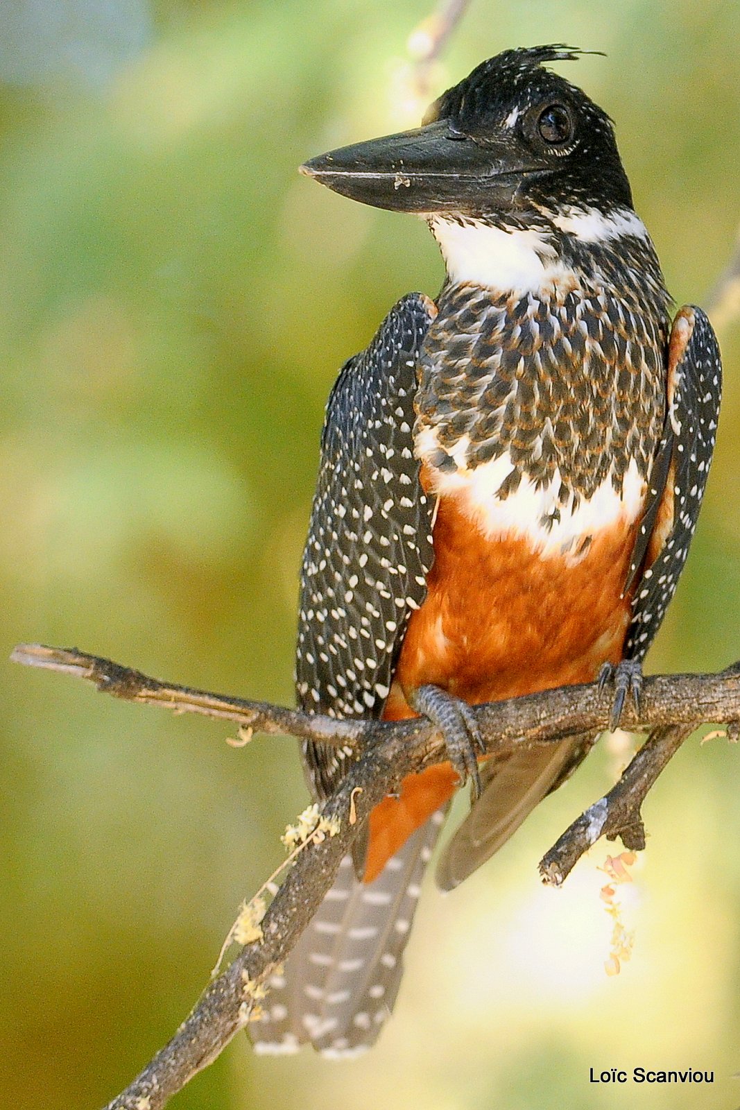 Martin-pêcheur géant/Giant Kingfisher (5)