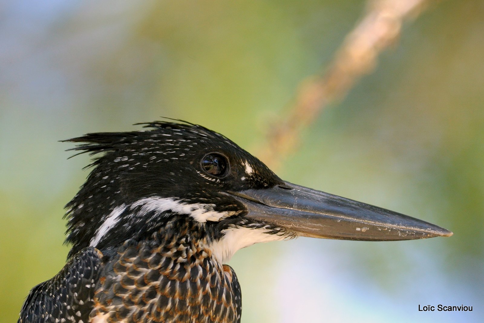 Martin-pêcheur géant/Giant Kingfisher (7)