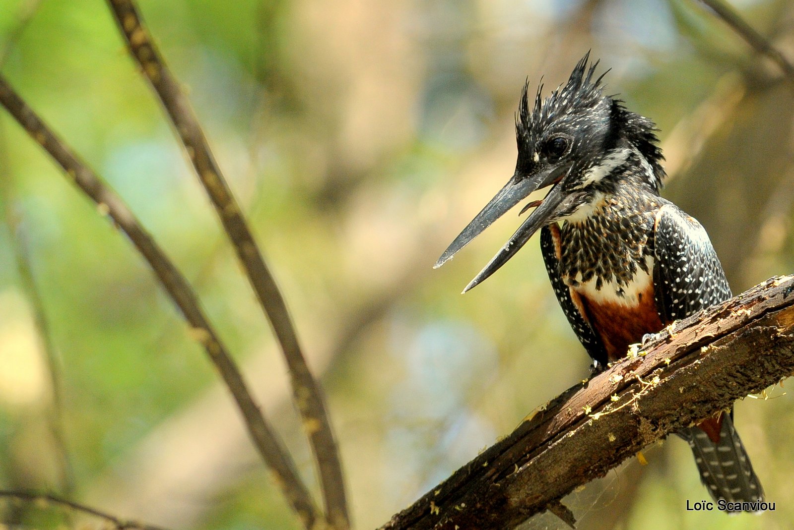 Martin-pêcheur géant/Giant Kingfisher (8)