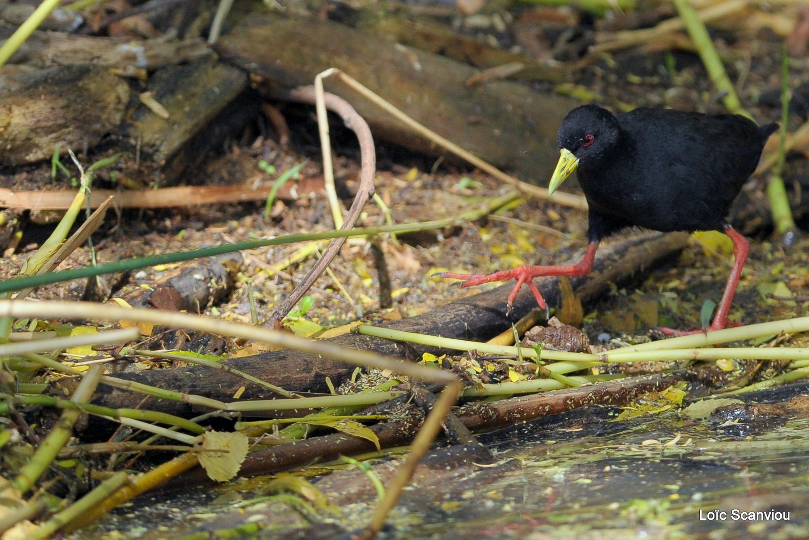 Râle à bec jaune/Black Crake (2)
