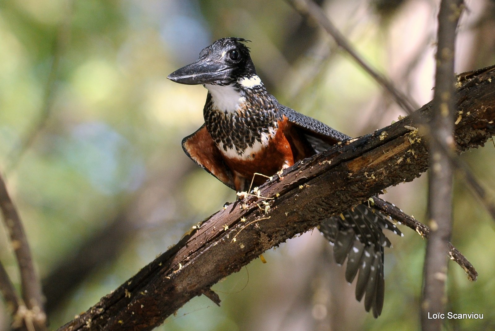 Martin-pêcheur géant/Giant Kingfisher (9)