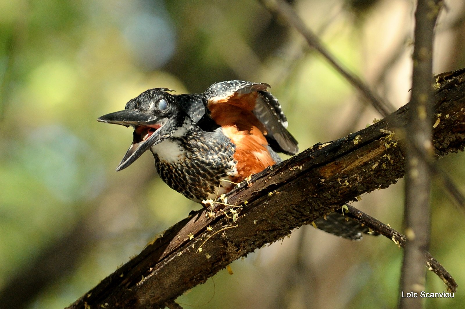 Martin-pêcheur géant/Giant Kingfisher (10)