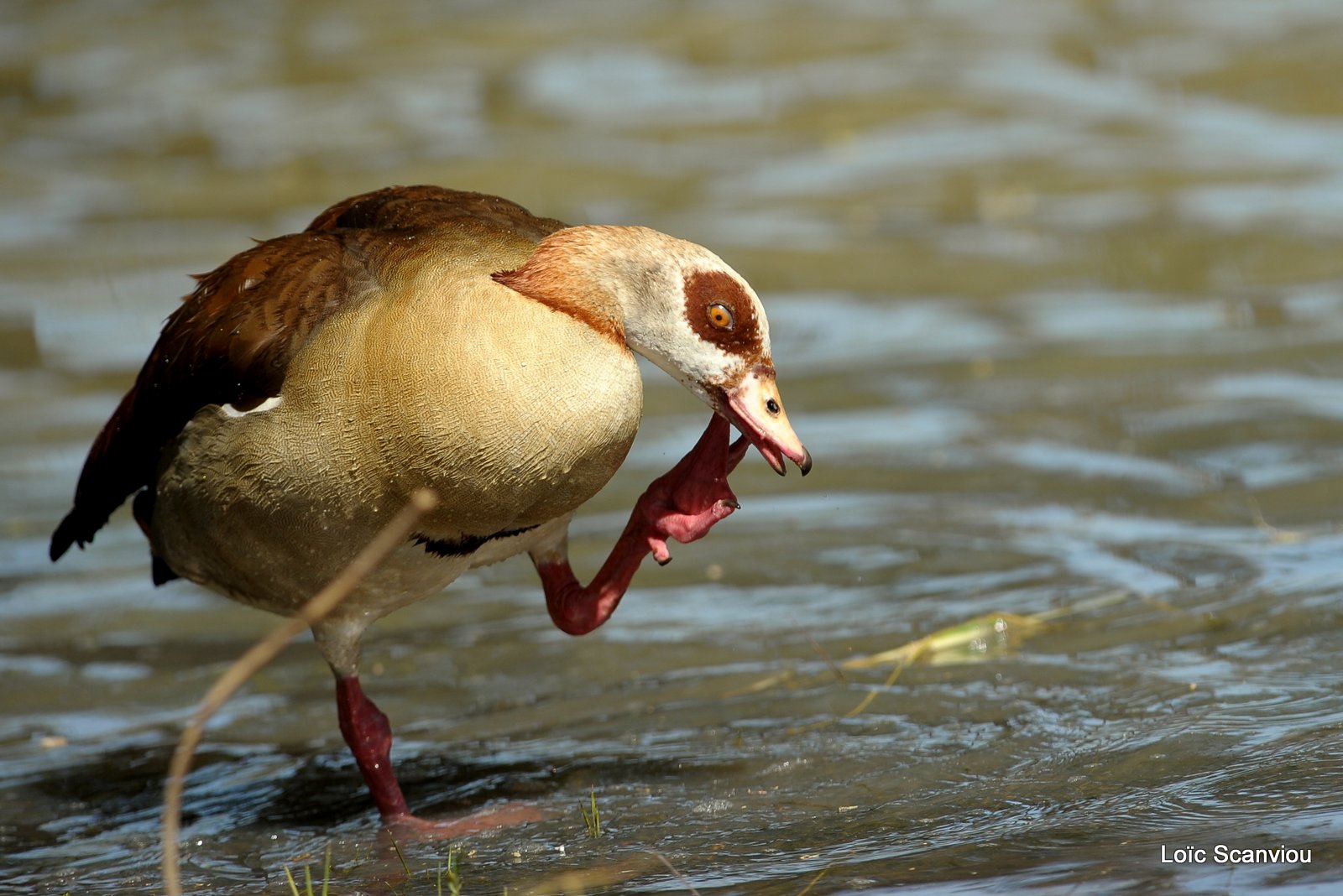 Ouette d'Egypte/Egyptian Goose (3)