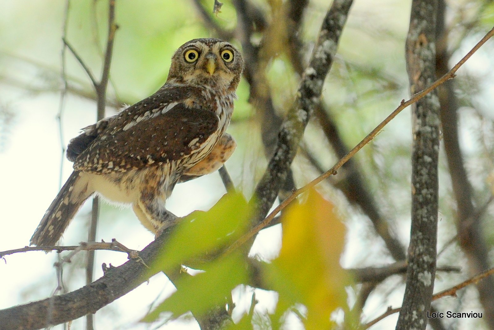 Chevêchette perlée/Pearl-spotted Owlet (3)