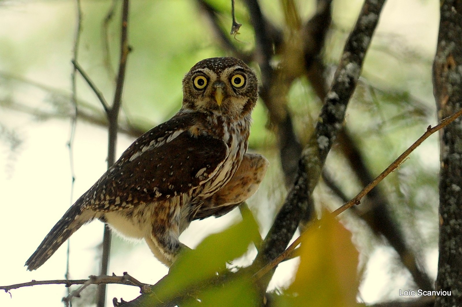 Chevêchette perlée/Pearl-spotted Owlet (4)