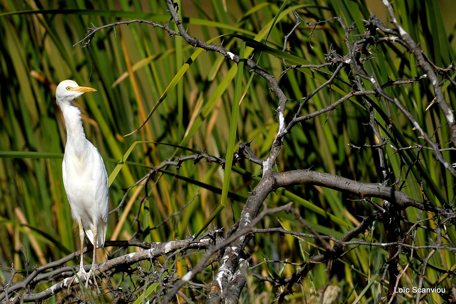 Aigrette/Egret (6)