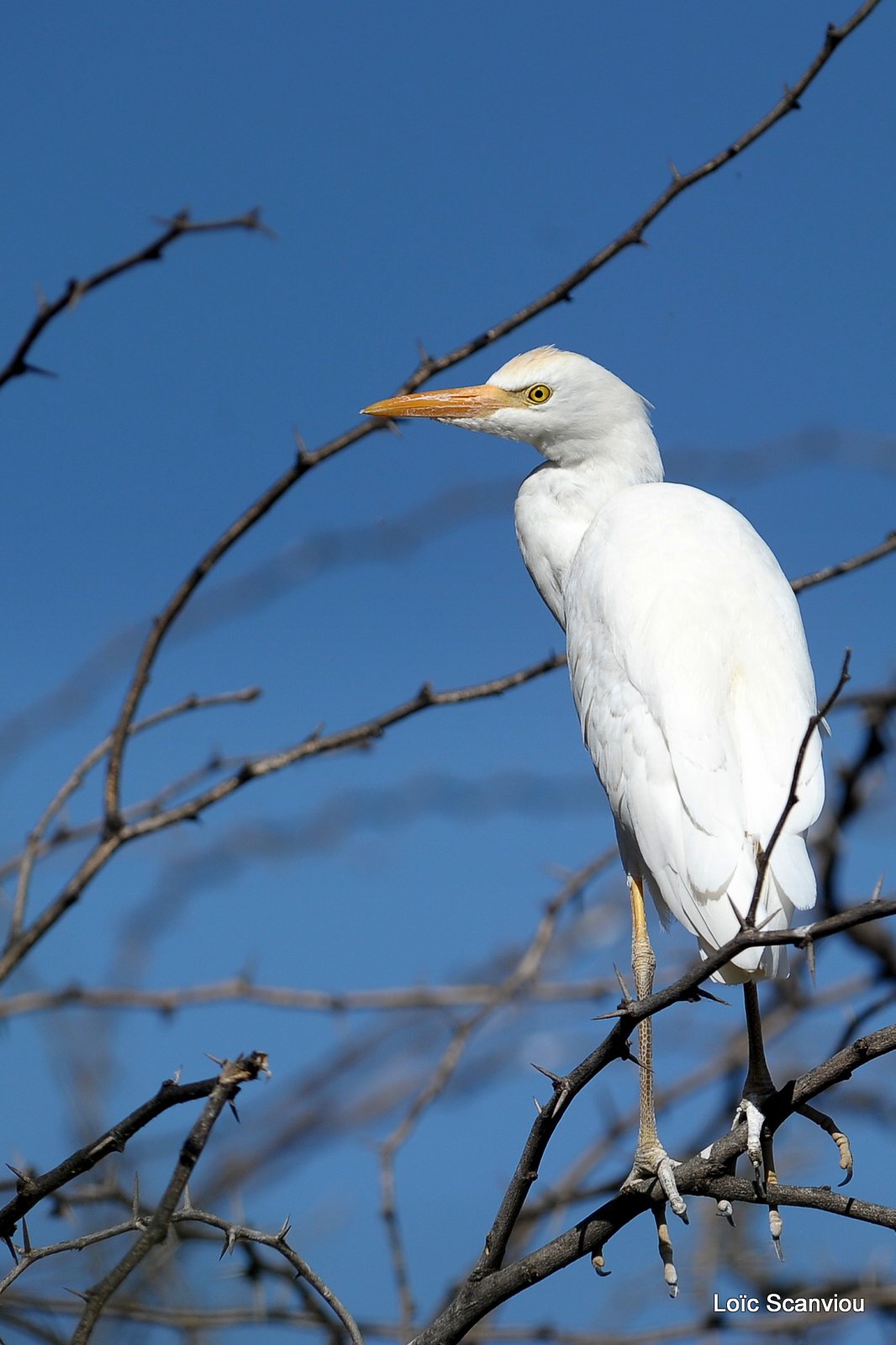 Aigrette/Egret (7)