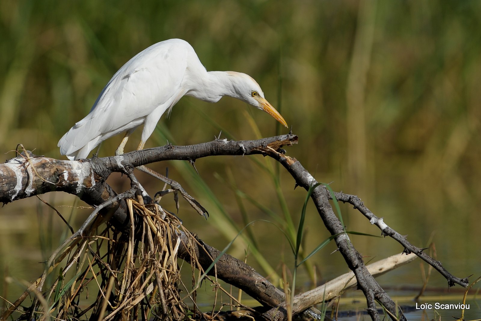 Aigrette/Egret (8)