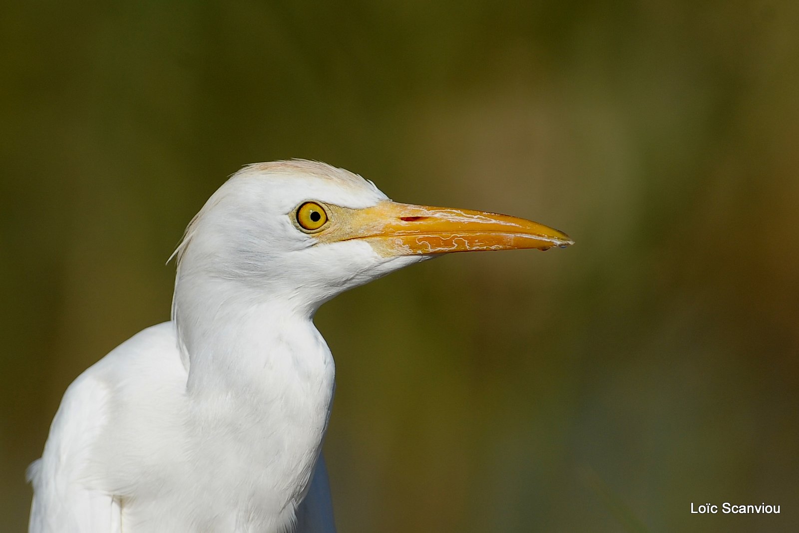 Aigrette/Egret (9)