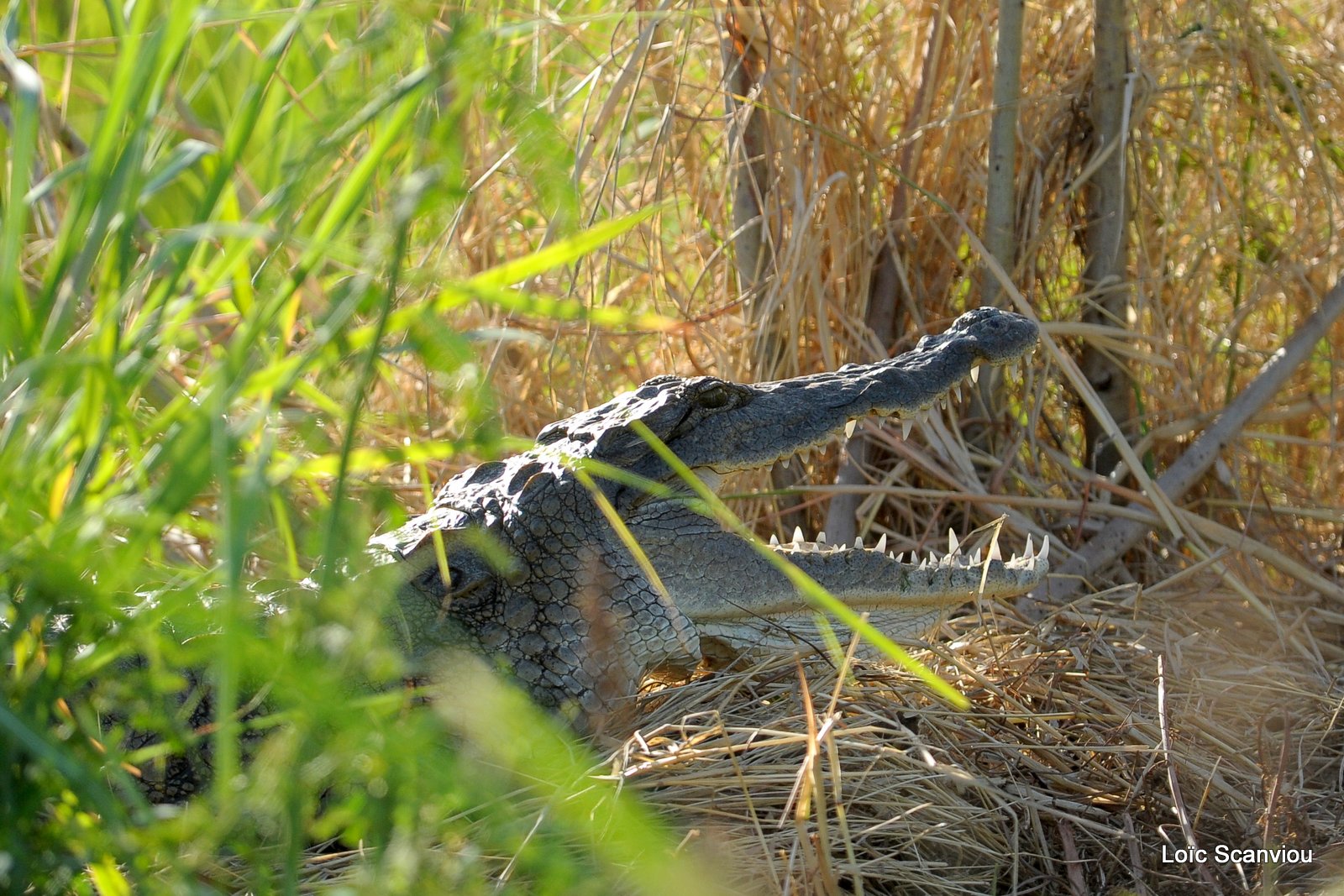 Crocodile 