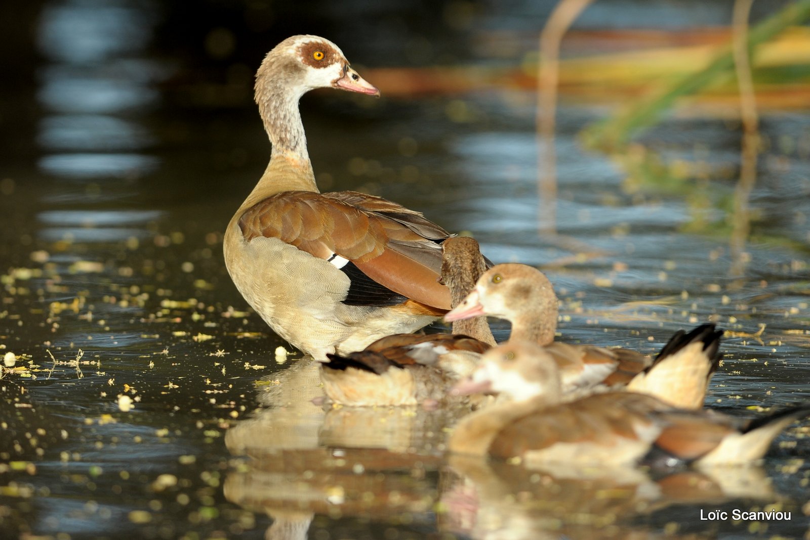 Ouette d'Egypte/Egyptian Goose (2)