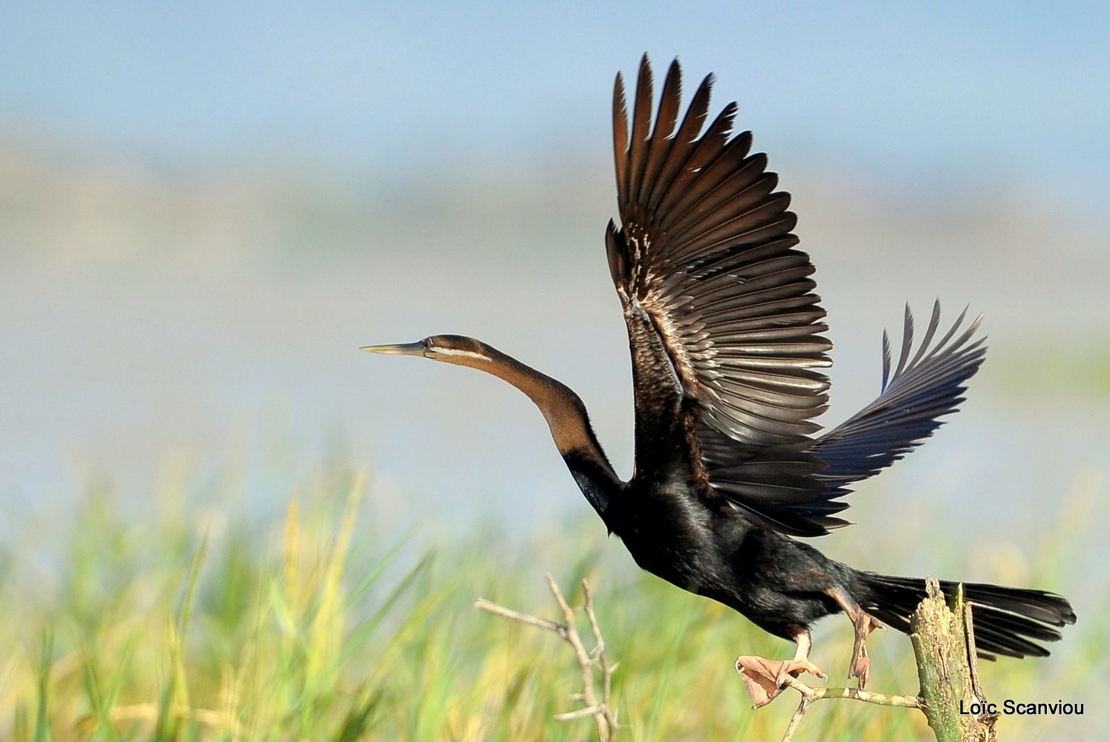 Anhinga/African Darter (2)