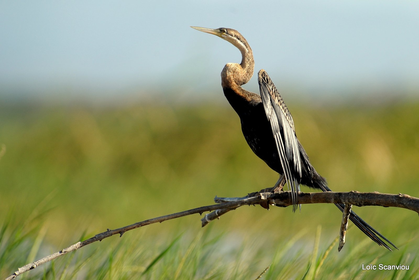 Anhinga/African Darter (3)