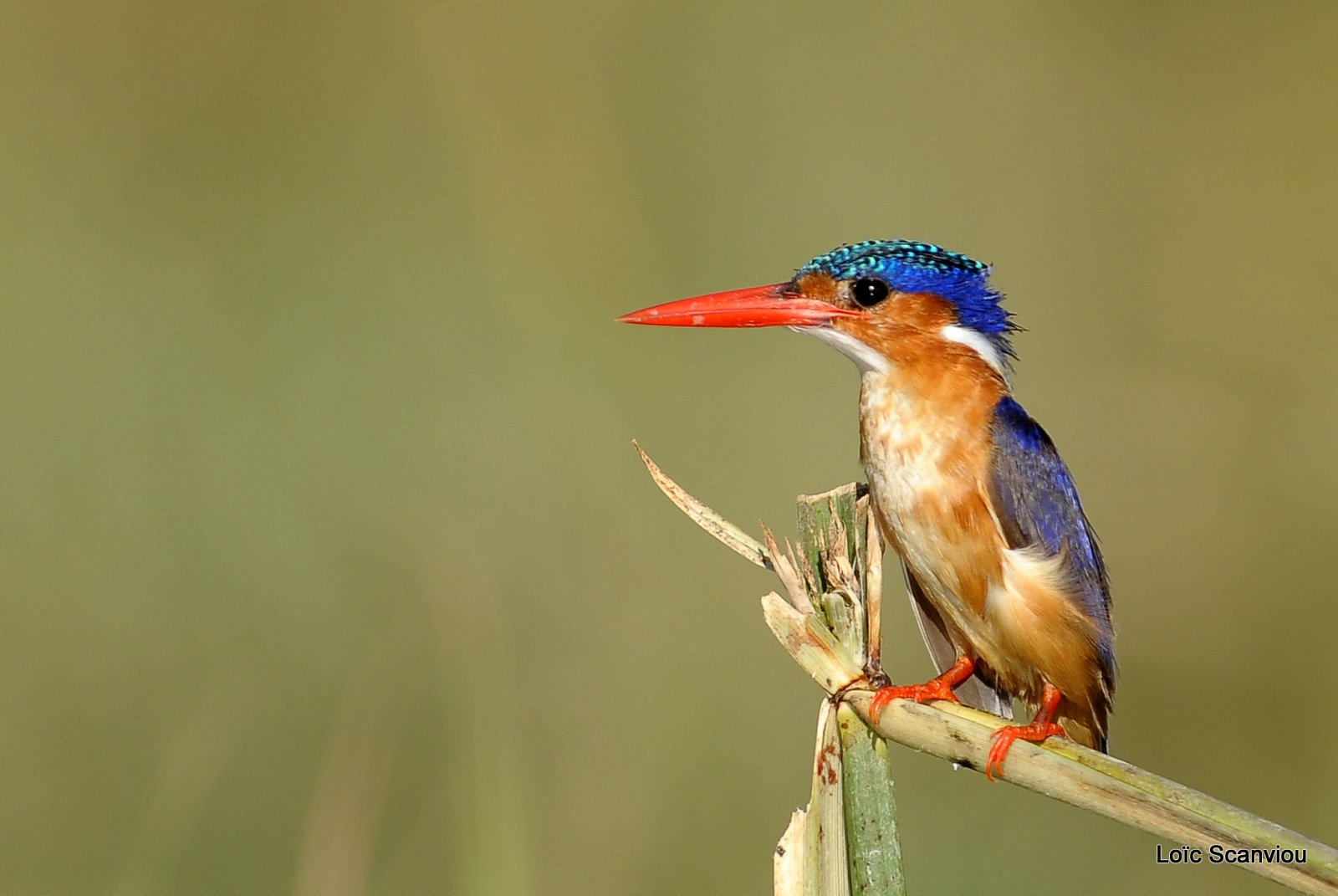 Martin-pêcheur huppé/Malachite Kingfisher (12)