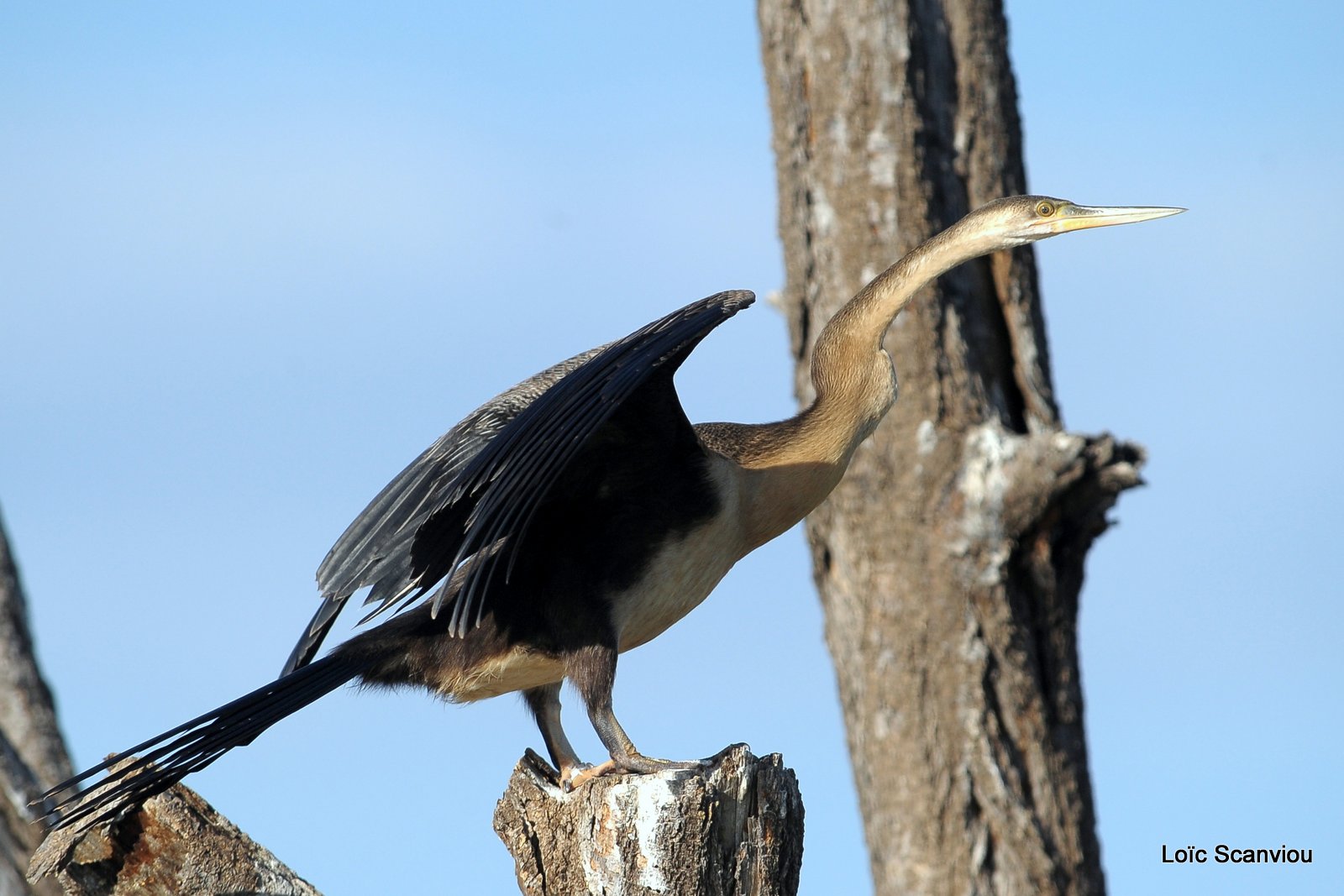 Anhinga/African Darter (4)