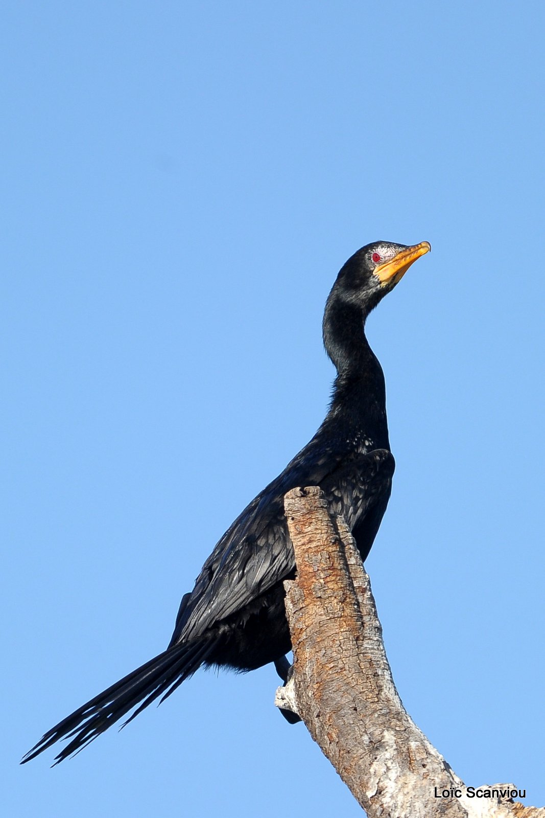 Cormoran/Cormorant (2)