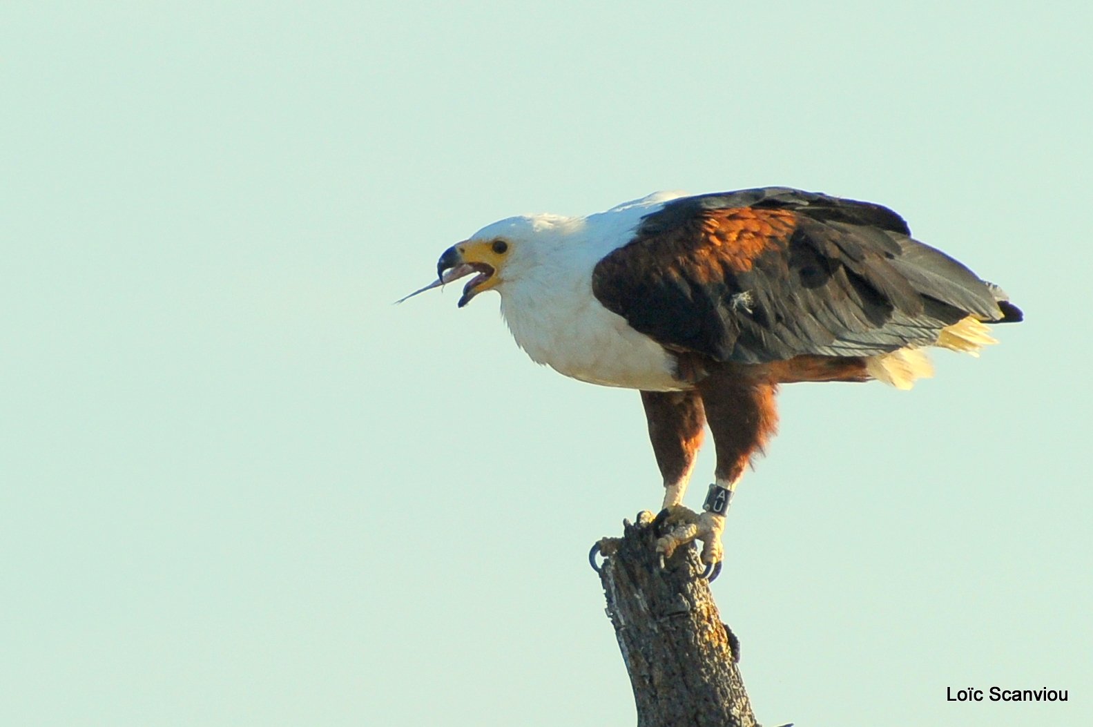 Aigle vocifère/African Fish Eagle (25)