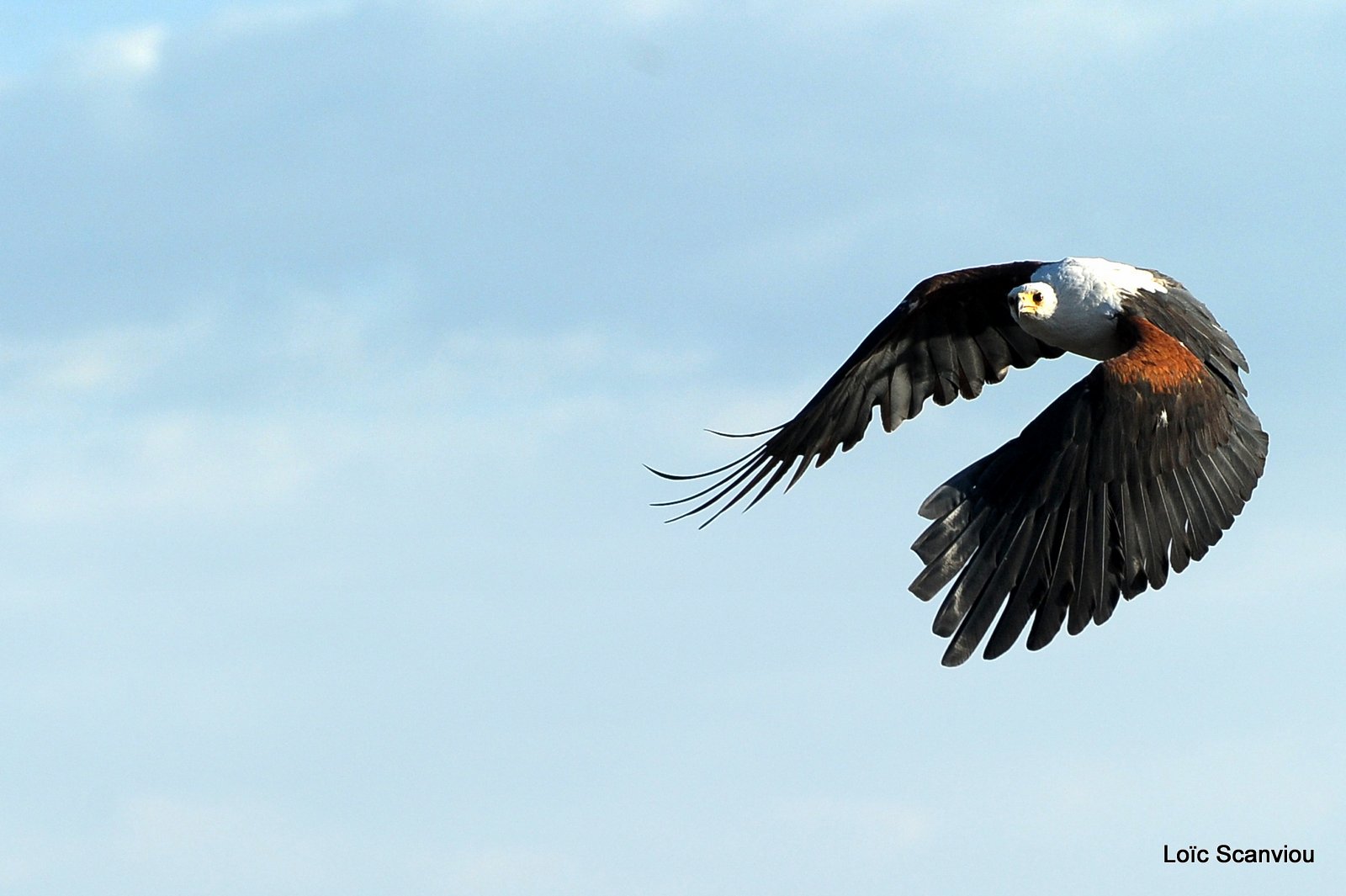 Aigle vocifère/African Fish Eagle (26)