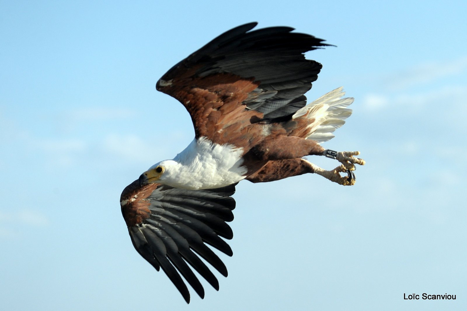 Aigle vocifère/African Fish Eagle (28)