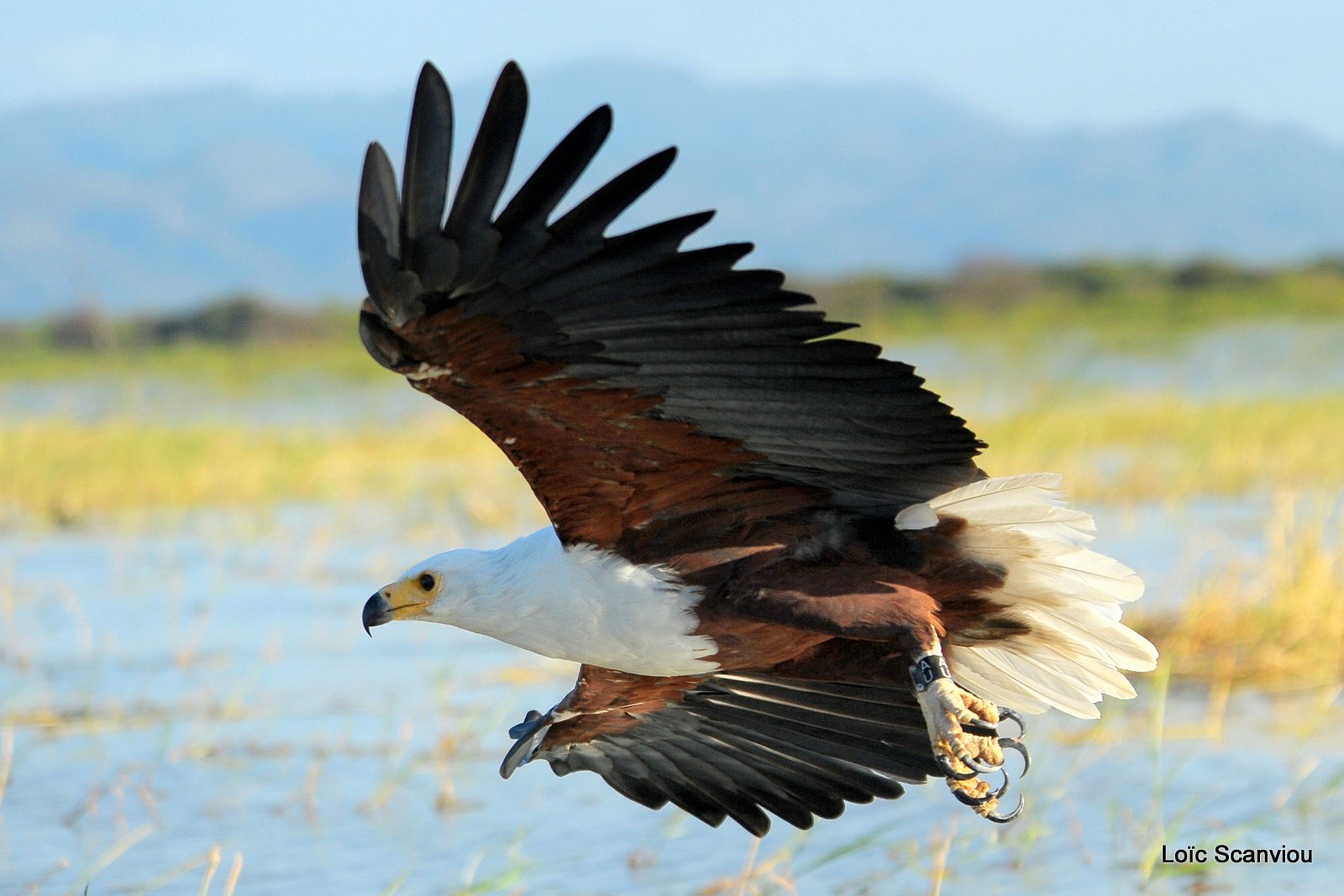 Aigle vocifère/African Fish Eagle (29)
