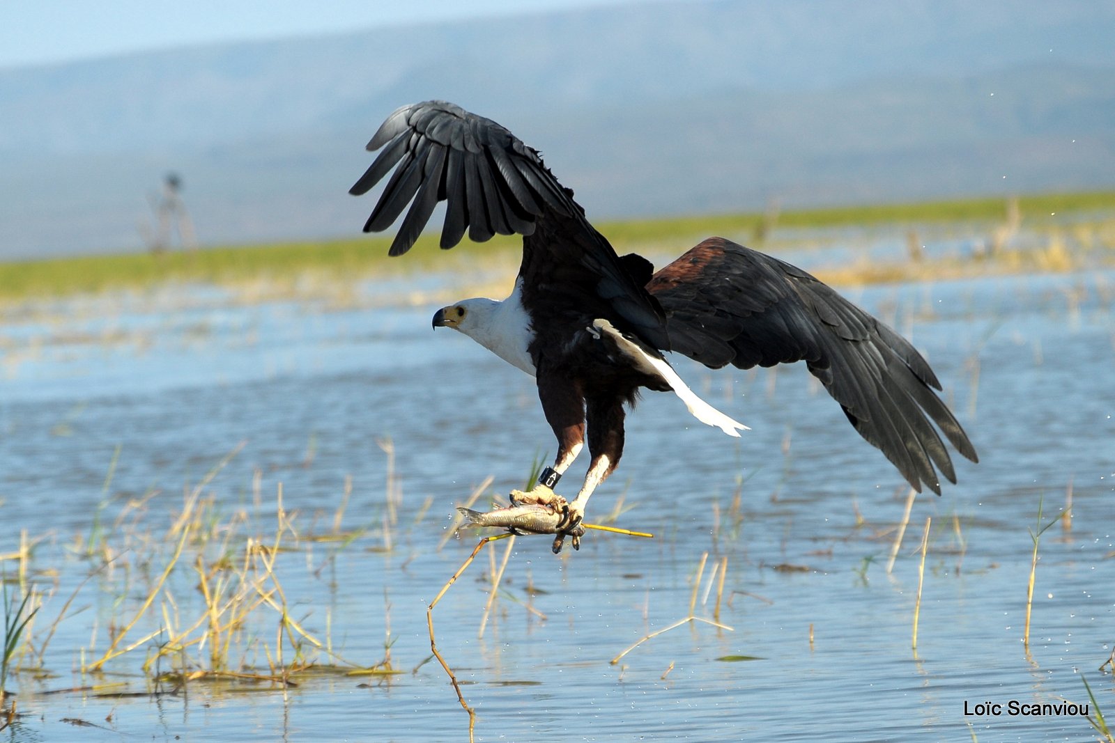 Aigle vocifère/African Fish Eagle (30)