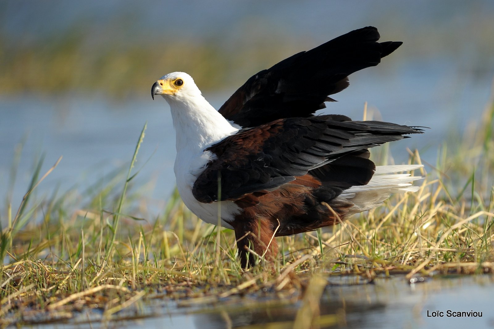 Aigle vocifère/African Fish Eagle (31)