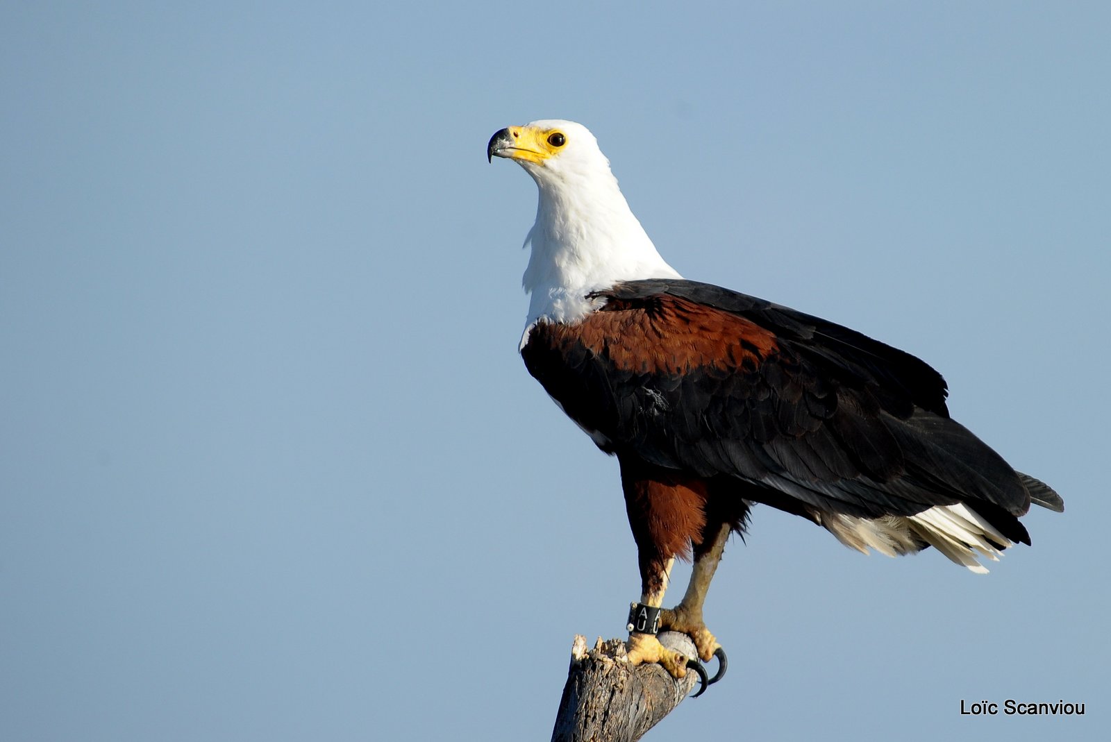 Aigle vocifère/African Fish Eagle (32)