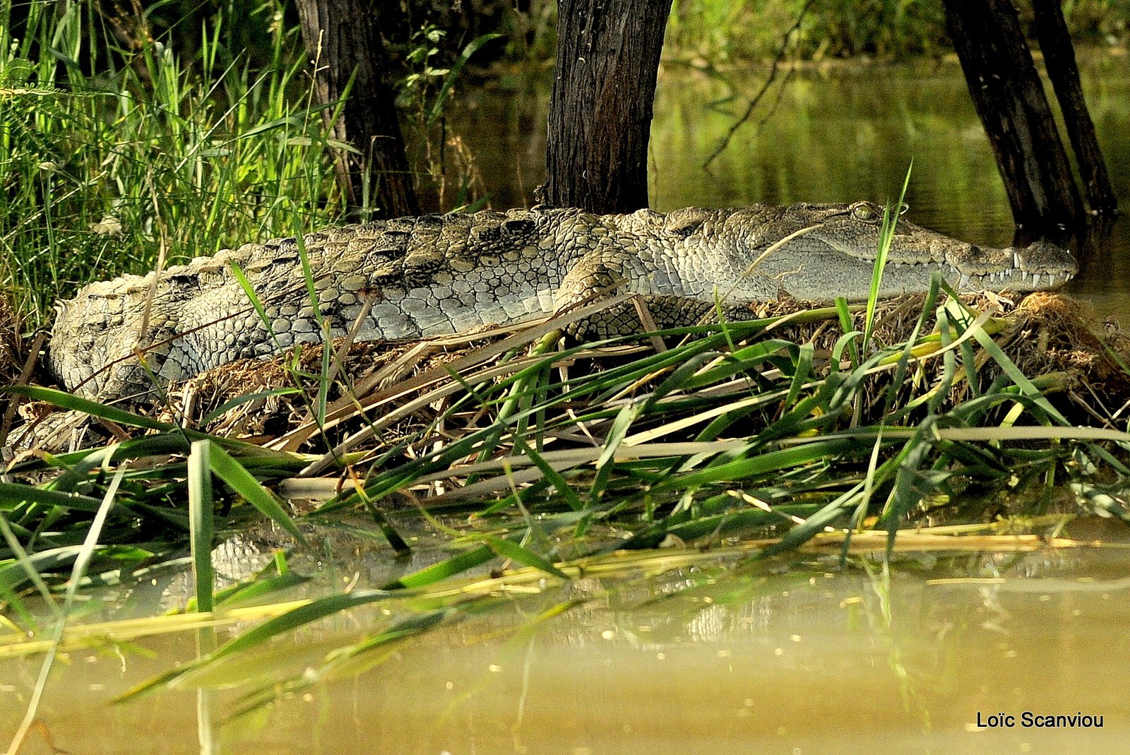 Crocodile (4)