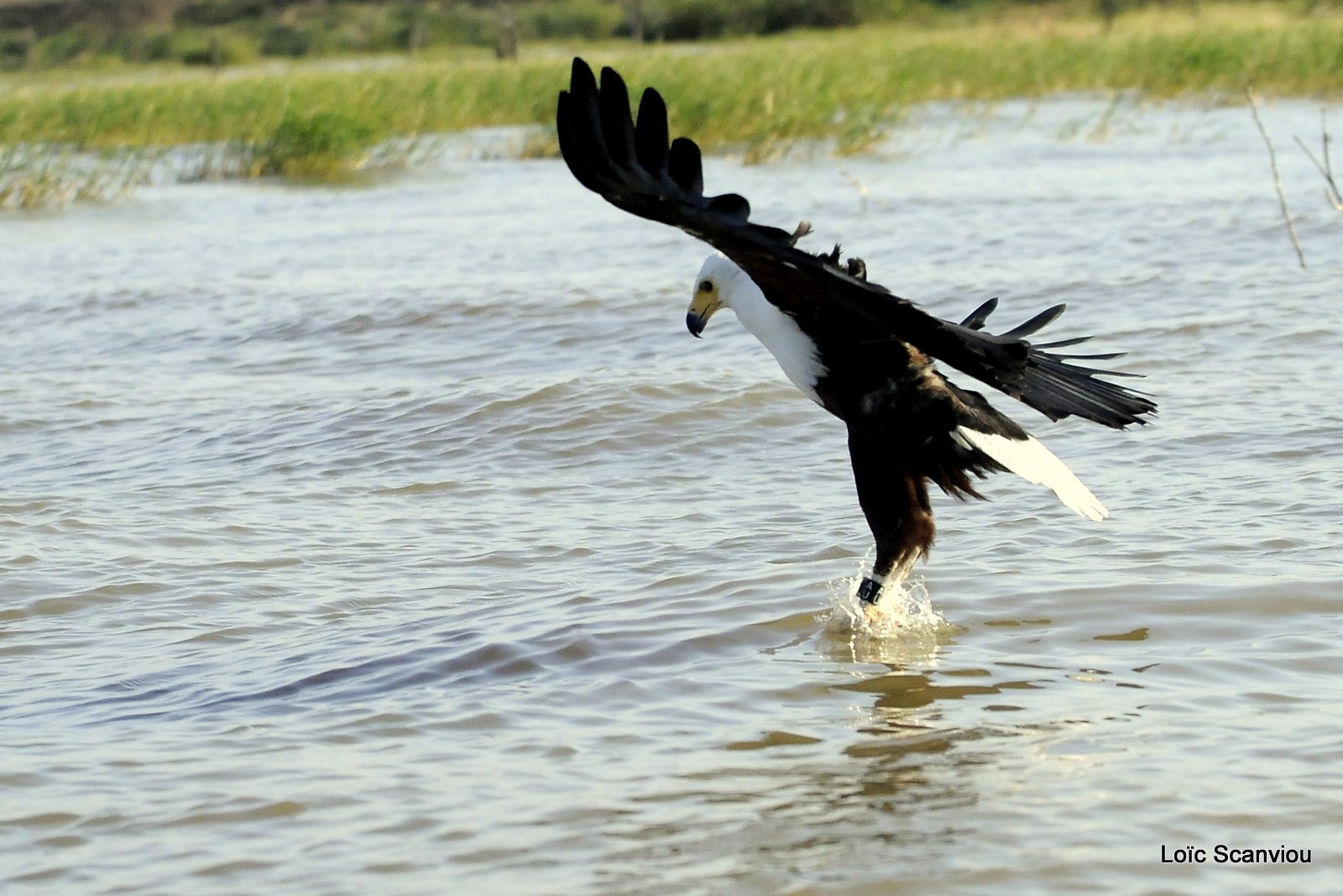 Aigle vocifère/African Fish Eagle (34)