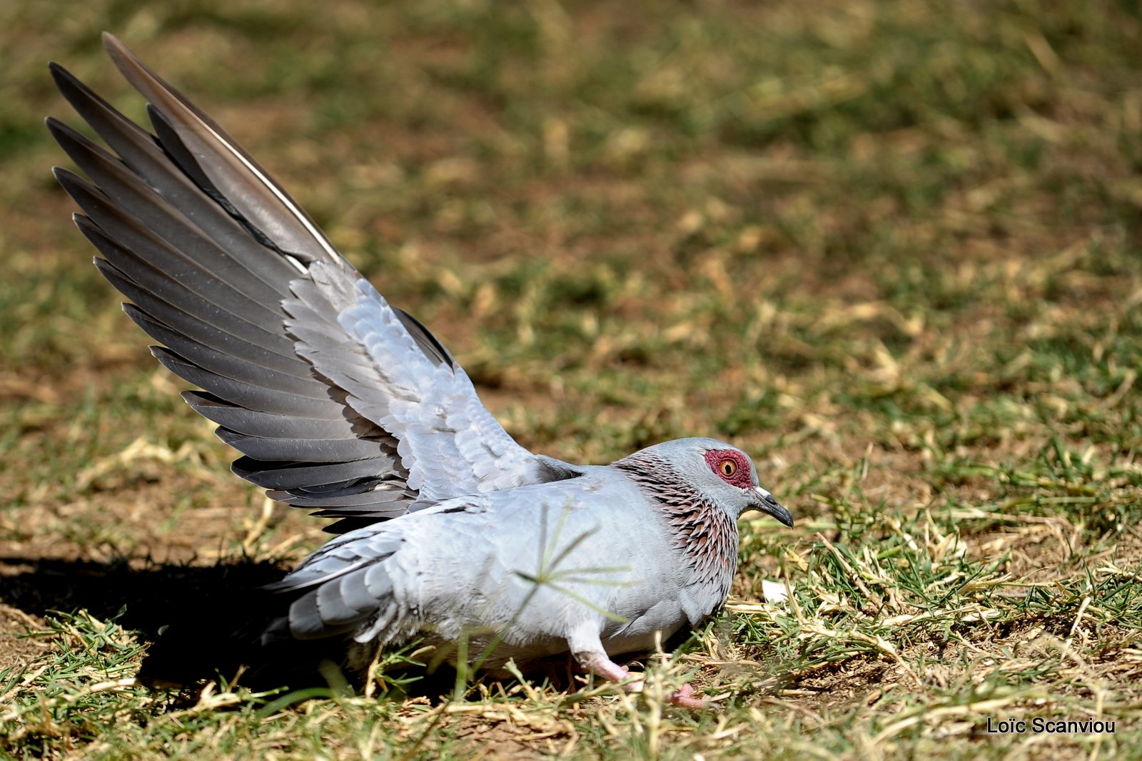 Pigeon roussard/Speckled Pigeon (1)