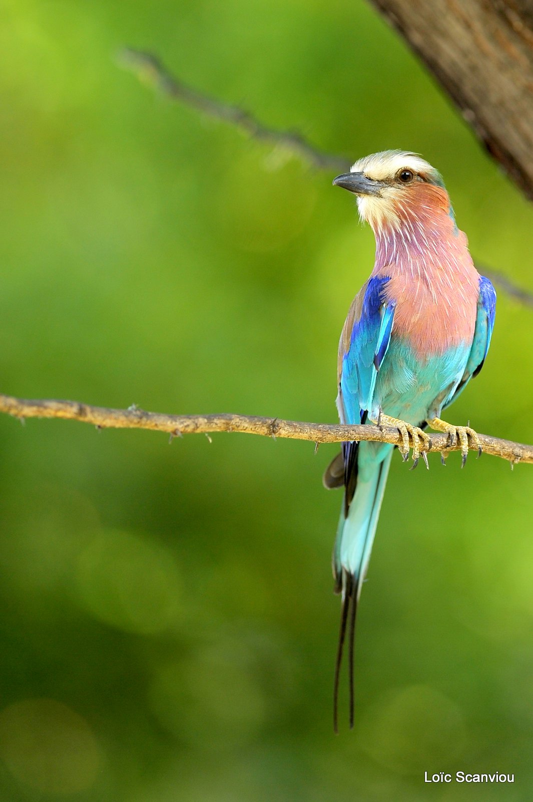 Rollier à longs brins/Lilac-breasted Roller (2)