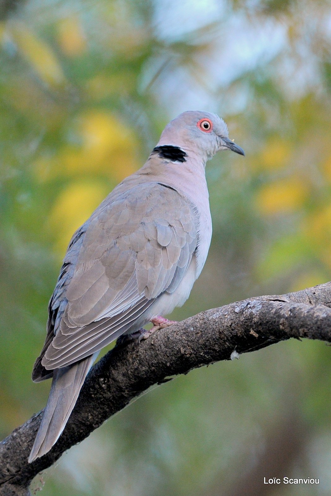 Tourterelle pleureuse/African Mourning Dove (1)
