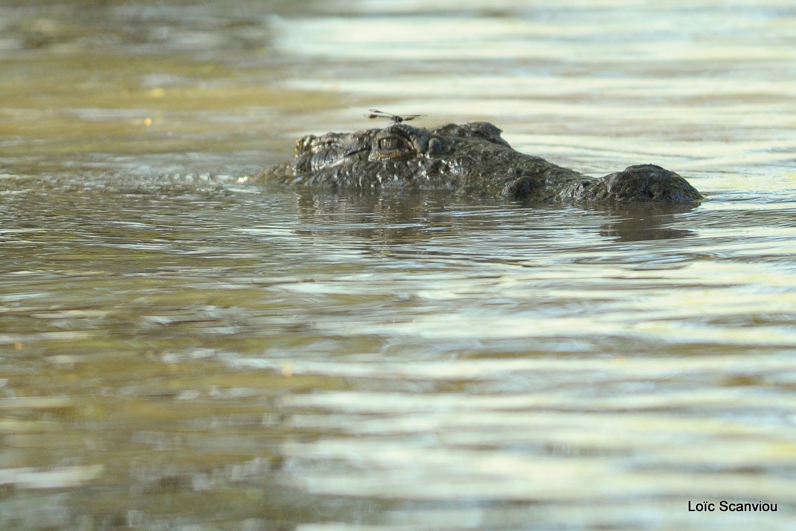 Crocodile (1)