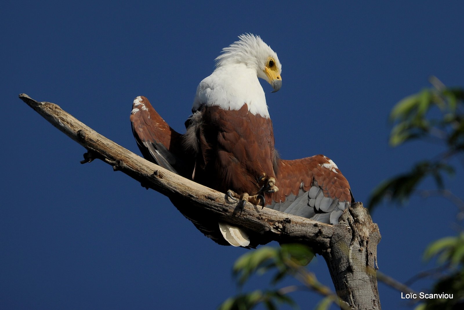 Aigle vocifère/African Fish Eagle (3)