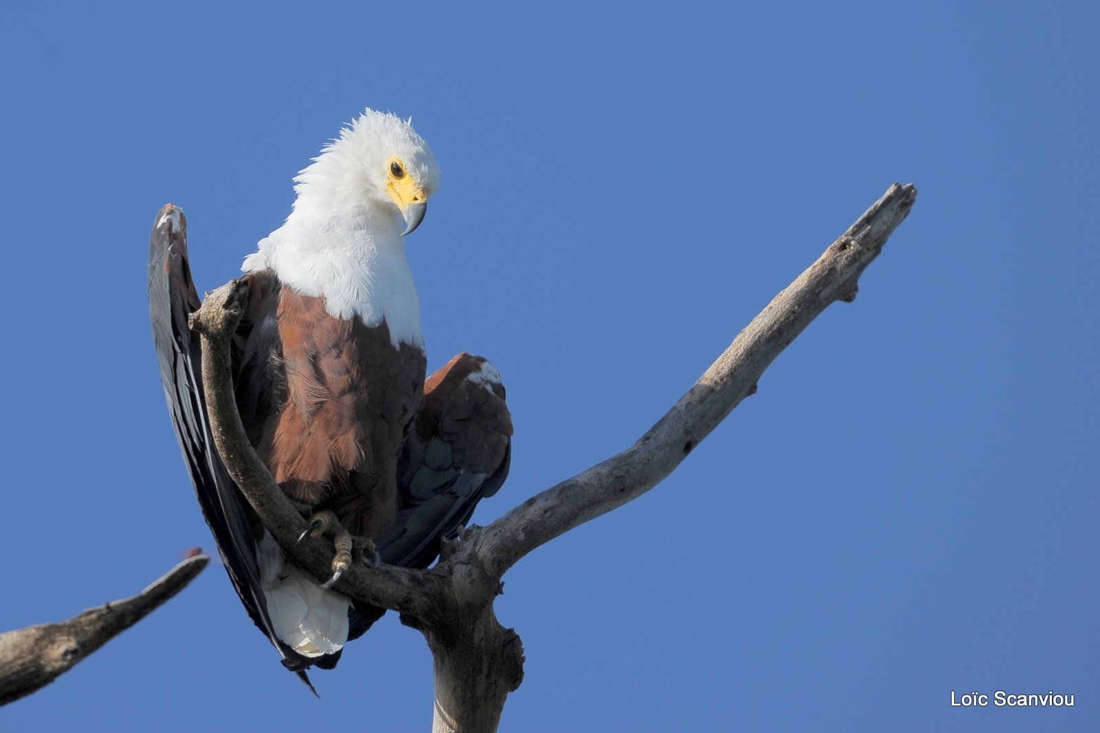 Aigle vocifère/African Fish Eagle (7)