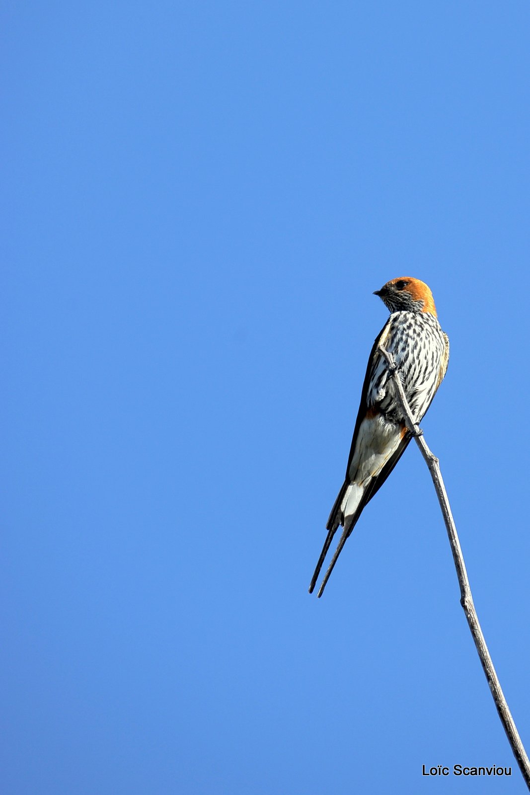 Hirondelle striée/Lesser Striped Swift (1)