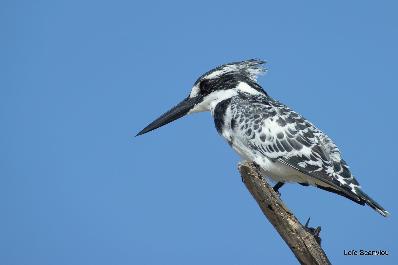 Martin-pêcheur pie/Pied Kingfisher (10)