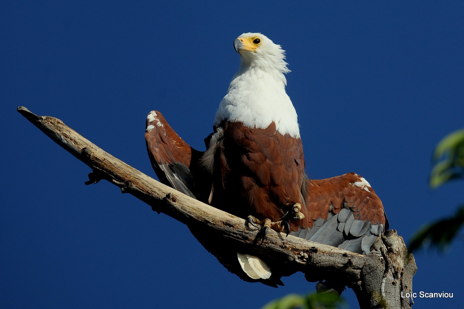 Aigle vocifère/African Fish Eagle (4)