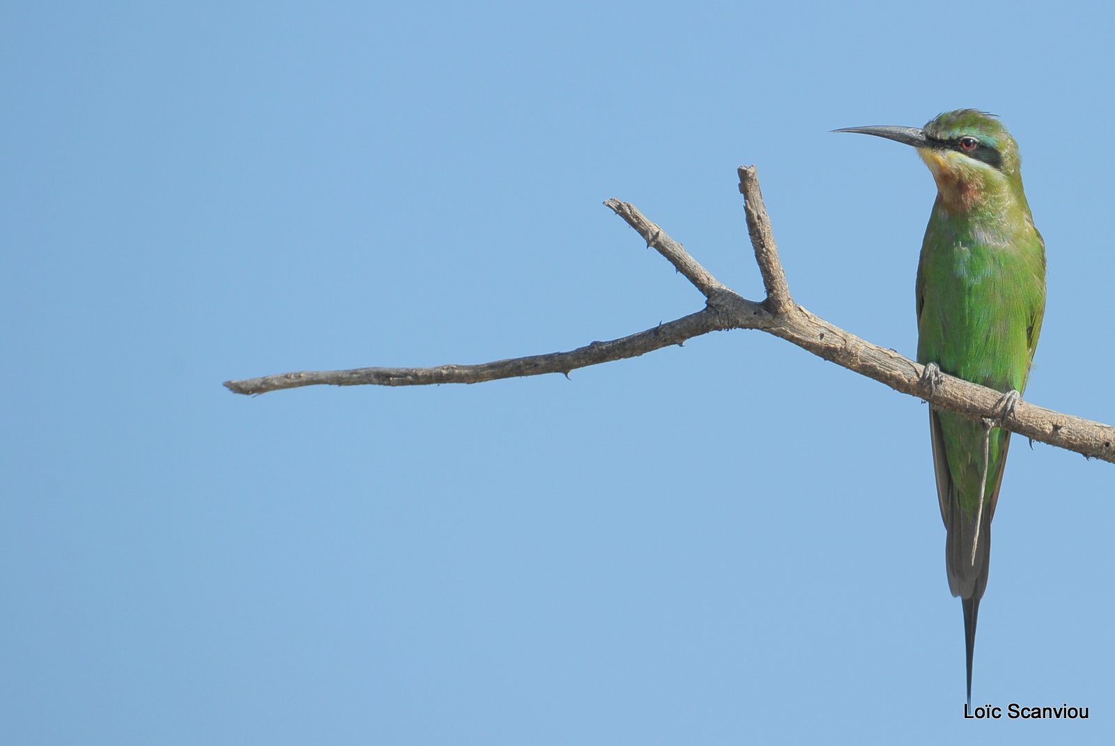 Guêpier de Perse/Blue-cheeked Bee-Eater (2)