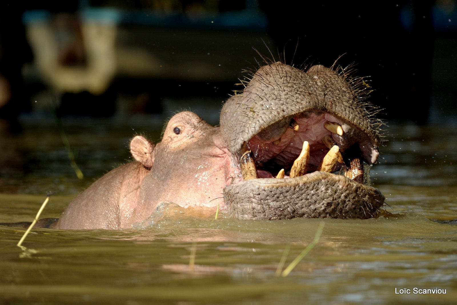 Hippopotame/Hippopotamus (8)