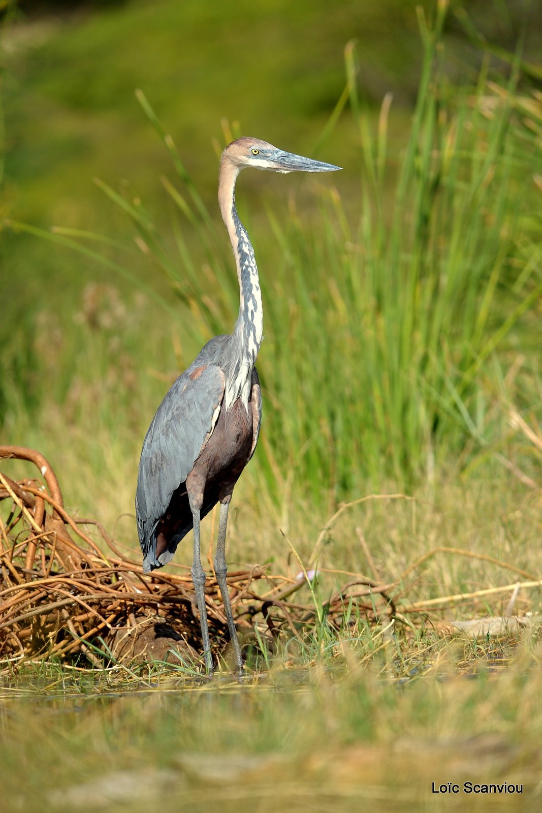 Héron Goliath/Goliath Heron (1)