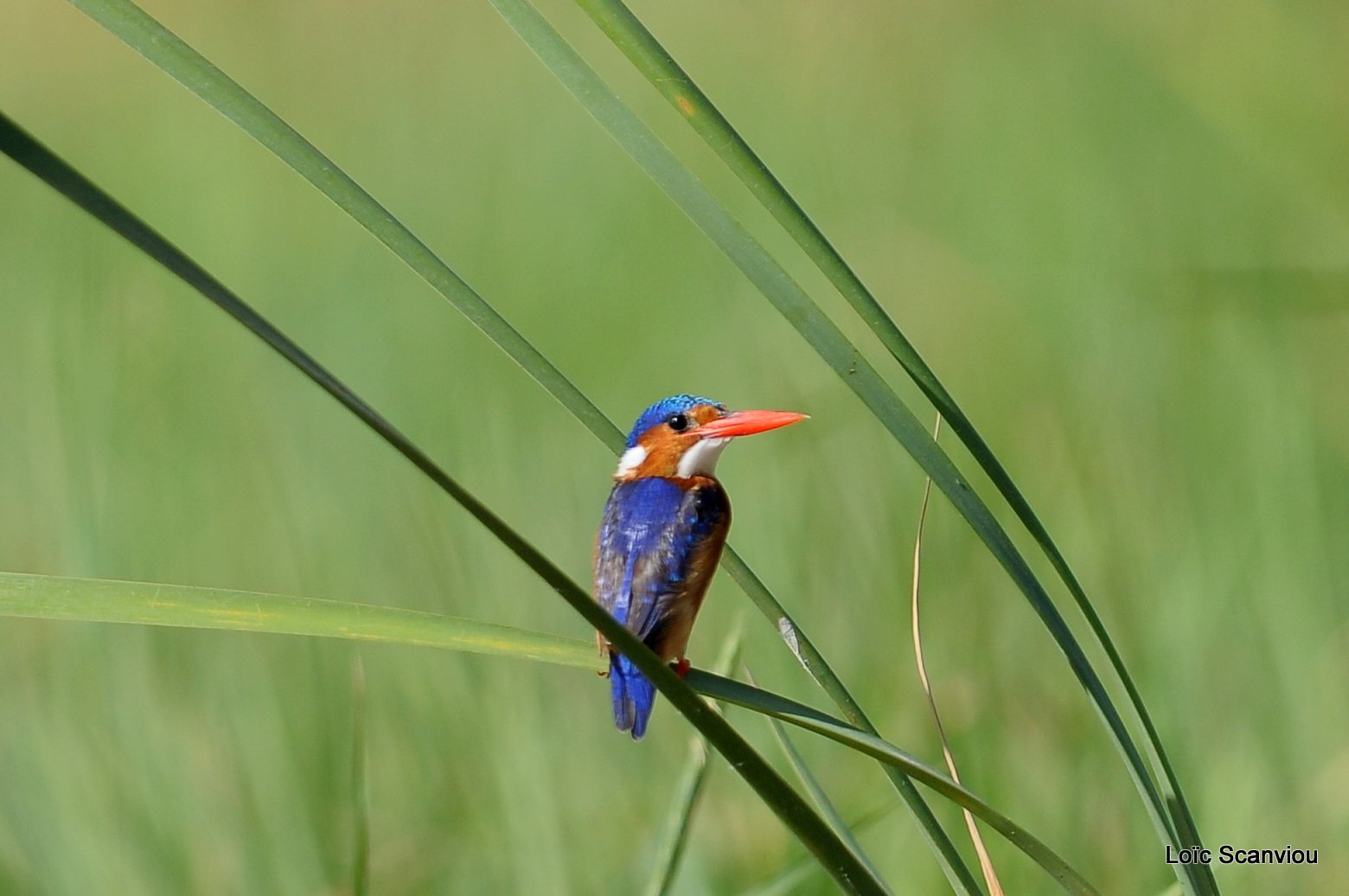 Martin-pêcheur huppé/Malachite Kingfisher (1)