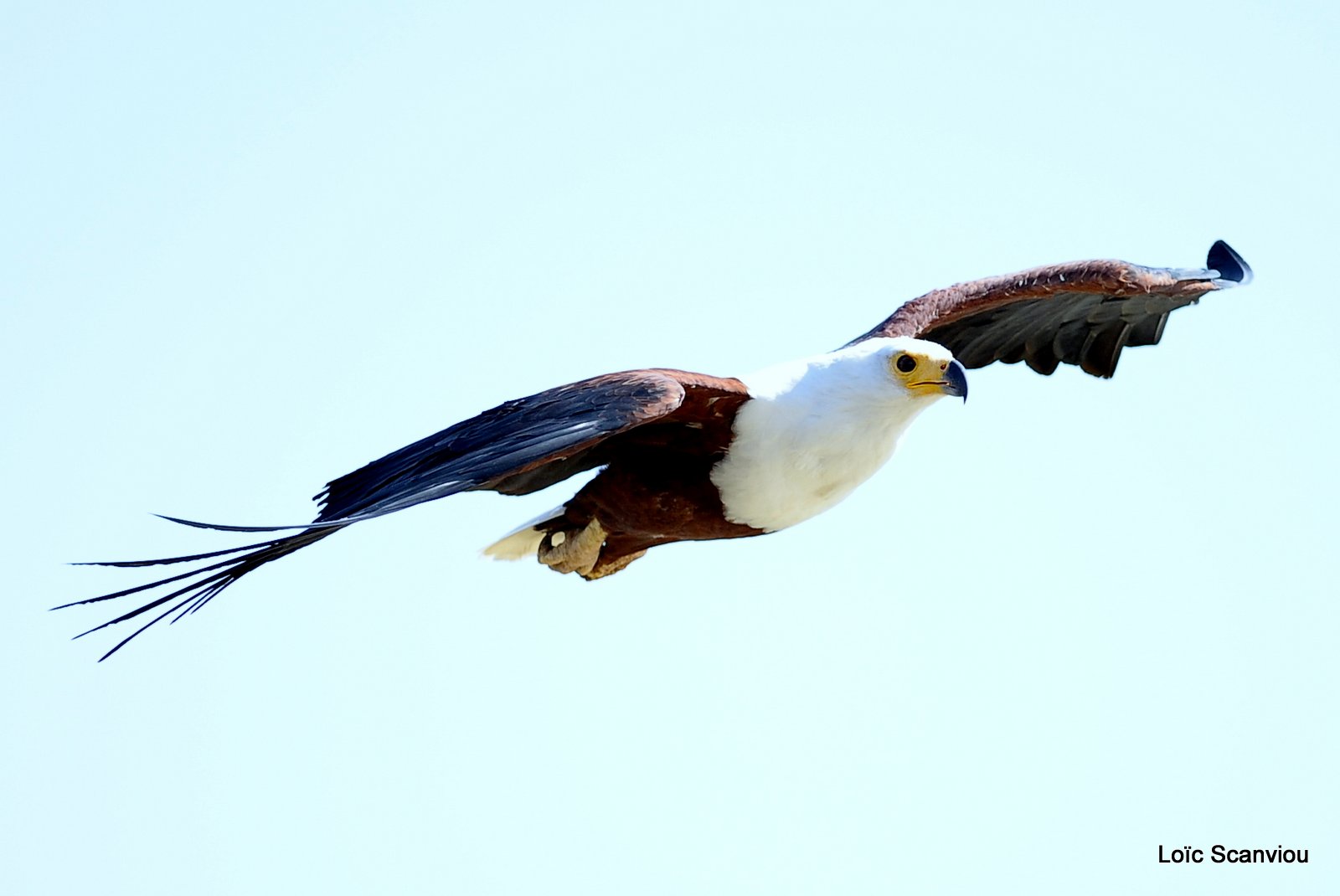 Aigle vocifère/African Fish Eagle (8)